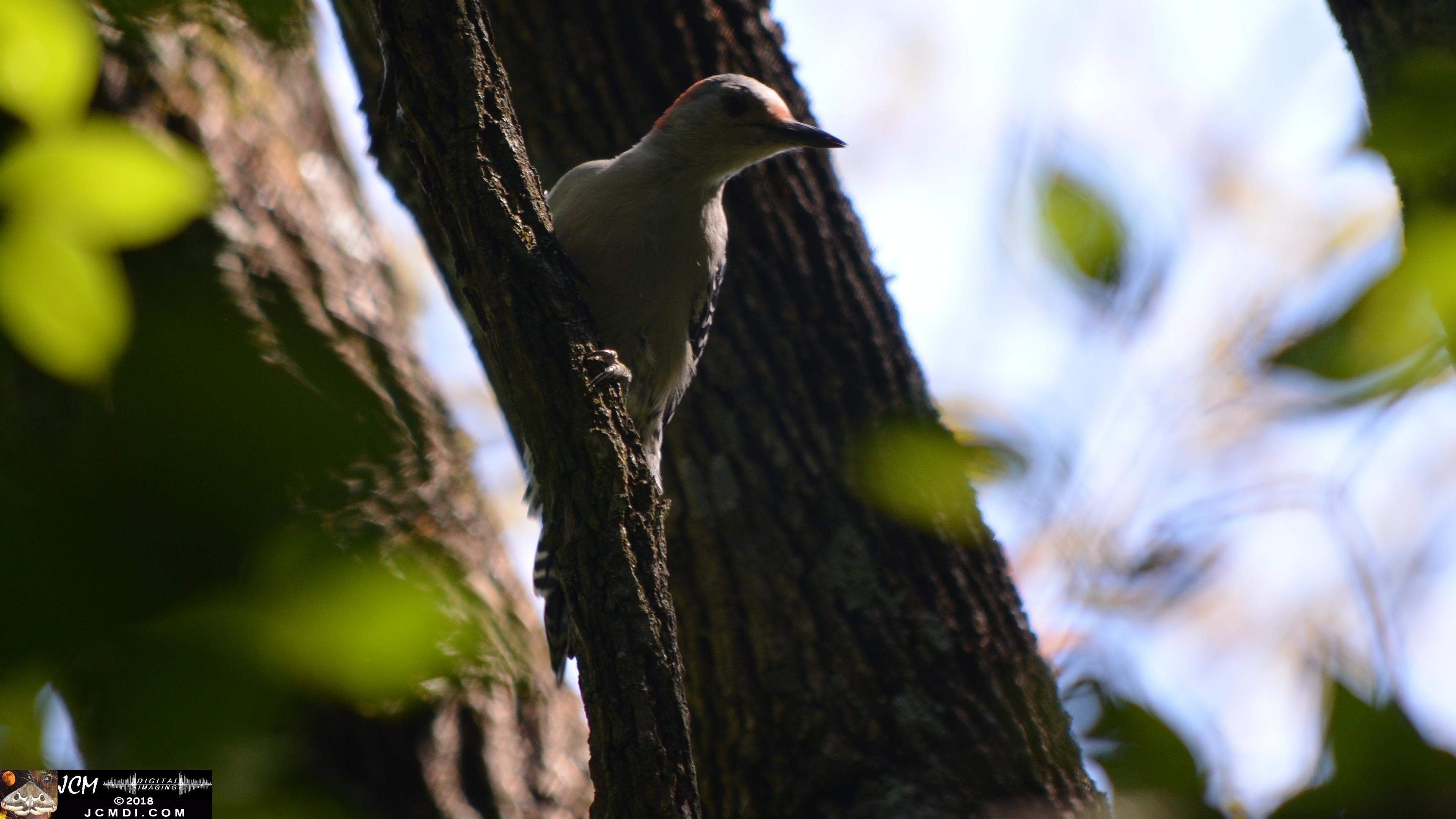 A Woodpecker at Old Hickory Lake.jpg